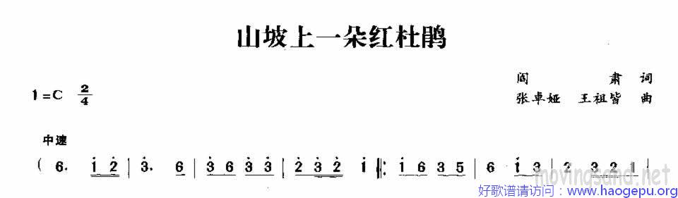 山坡上一朵红杜鹃歌谱