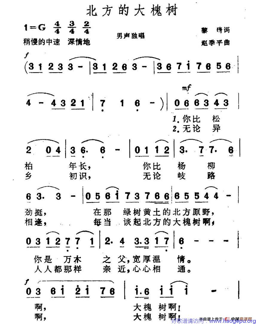 北方的大槐树歌谱