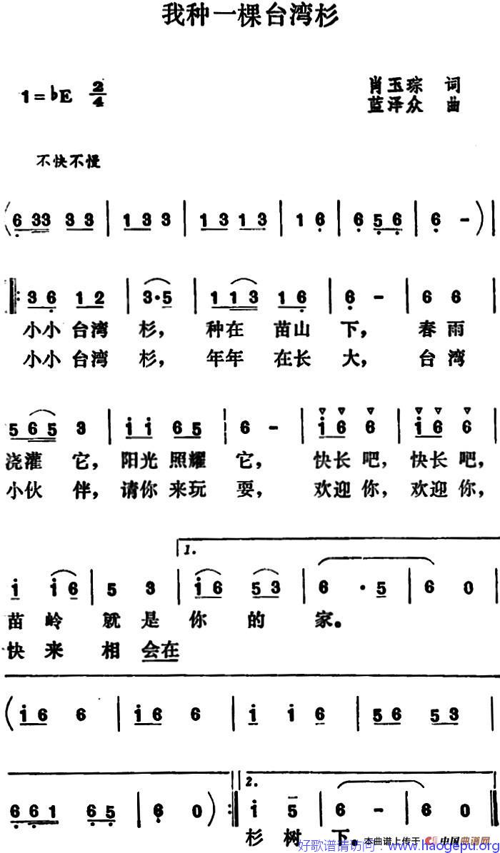 我种一棵台湾杉歌谱